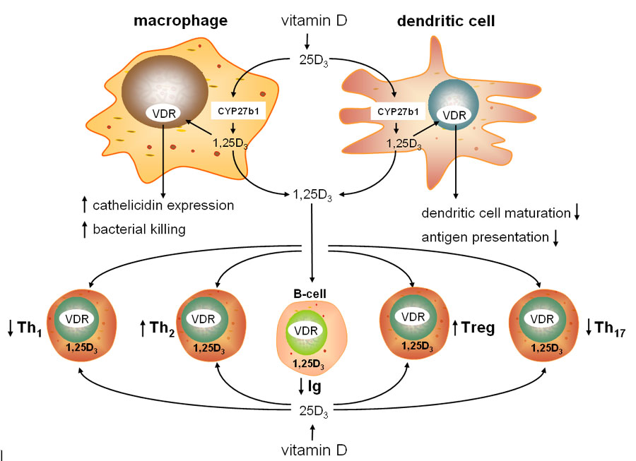 Vai trò đặc biệt của Vitamin D3 