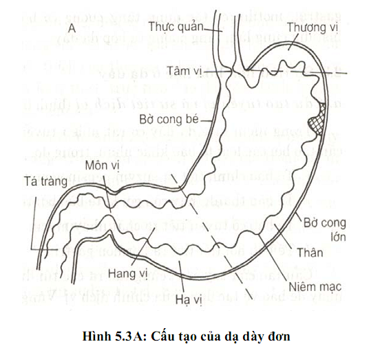 Chế độ ăn tốt cho người đau dạ dày